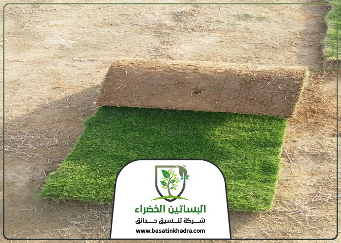 تركيب عشب حي القادسية