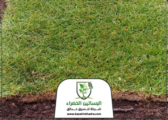 تركيب عشب طبيعي بالرياض
