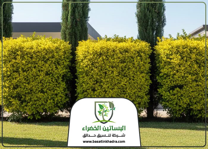 تنسيق حدائق حي العارض